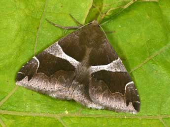 Dysgonia algira L. adulte - Philippe Mothiron