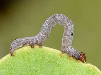  Chenille de Dysgonia algira L. - ©Philippe Mothiron