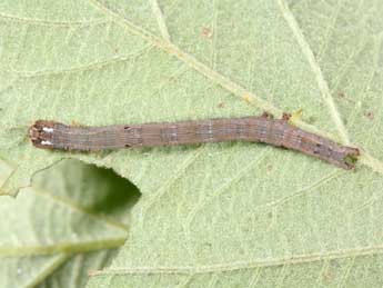  Chenille de Dysgonia algira L. - Philippe Mothiron