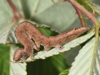  Chenille de Dysgonia algira L. - ©Philippe Mothiron