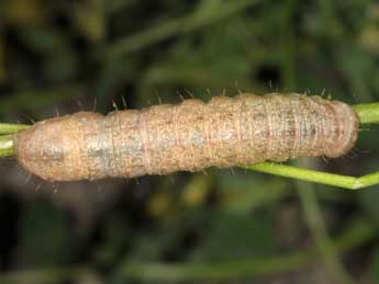  Chenille de Lacanobia aliena Hb. - Wolfgang Wagner, www.pyrgus.de