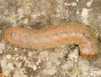  Chenille de Lacanobia aliena Hb. - ©Wolfgang Wagner, www.pyrgus.de