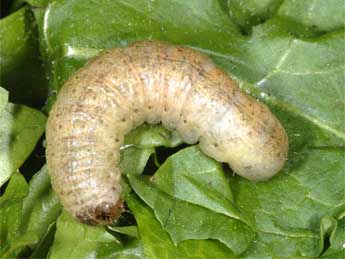  Chenille de Lacanobia aliena Hb. - ©Wolfgang Wagner, www.pyrgus.de