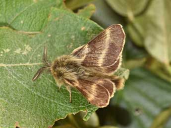 Malacosoma alpicola Stgr adulte - Philippe Mothiron