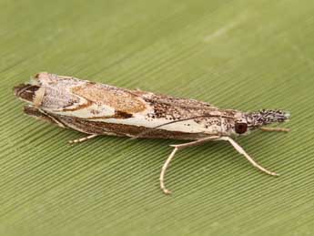 Platytes alpinella Hb. adulte - ©Lionel Taurand