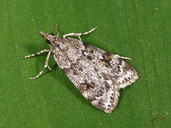 Scoparia ambigualis Tr. adulte - Philippe Mothiron