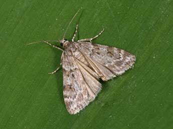 Scoparia ambigualis Tr. adulte - Philippe Mothiron