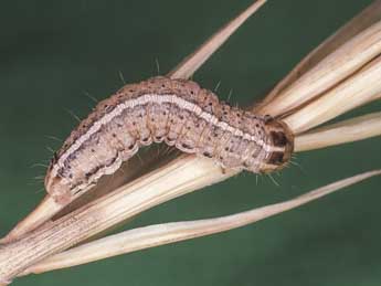  Chenille de Apamea anceps D. & S. - Kimmo Silvonen