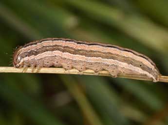  Chenille de Mythimna anderreggii Bsdv. - Wolfgang Wagner, www.pyrgus.de