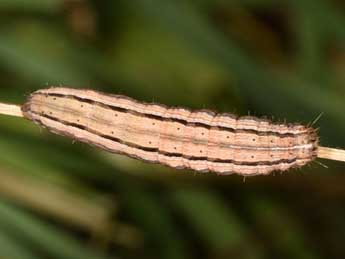  Chenille de Mythimna anderreggii Bsdv. - ©Wolfgang Wagner, www.pyrgus.de