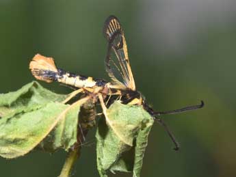 Synanthedon andrenaeformis Lasp. adulte - ©Philippe Mothiron