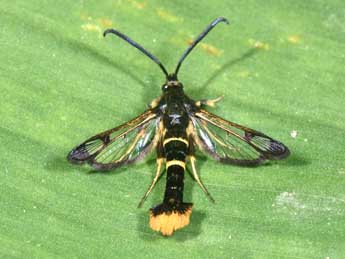 Synanthedon andrenaeformis Lasp. adulte - Philippe Mothiron