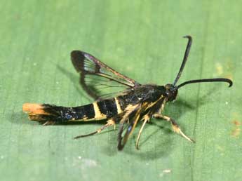 Synanthedon andrenaeformis Lasp. adulte - Philippe Mothiron