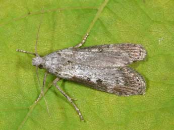 Lamoria anella D. & S. adulte - Philippe Mothiron