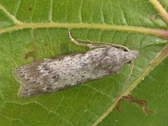 Lamoria anella D. & S. adulte - Philippe Mothiron