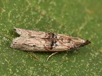 Nephopterix angustella Hb. adulte - ©Lionel Taurand