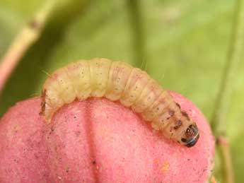  Chenille de Nephopterix angustella Hb. - Philippe Mothiron