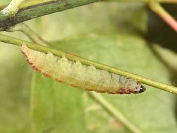  Chenille de Nephopterix angustella Hb. - ©Philippe Mothiron