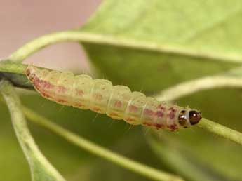  Chenille de Nephopterix angustella Hb. - Philippe Mothiron