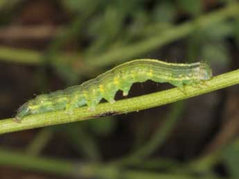  Chenille de Omphalophana antirrhinii Hb. - Wolfgang Wagner, www.pyrgus.de