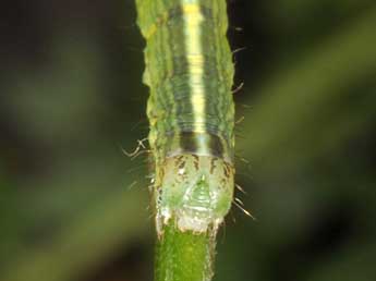  Chenille de Omphalophana antirrhinii Hb. - Wolfgang Wagner, www.pyrgus.de