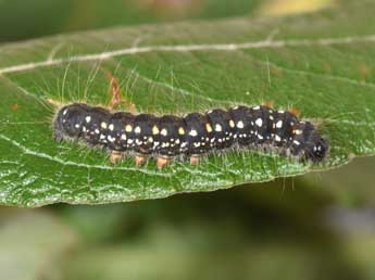  Chenille de Eriogaster arbusculae Frr - Philippe Mothiron