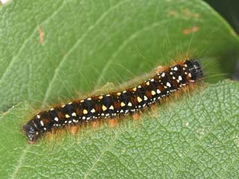  Chenille de Eriogaster arbusculae Frr - Philippe Mothiron