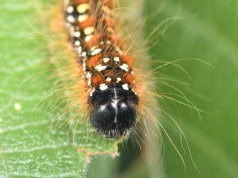  Chenille de Eriogaster arbusculae Frr - Philippe Mothiron