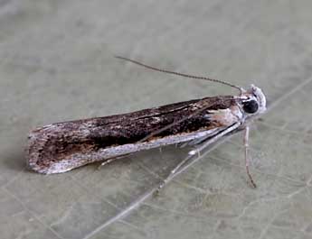 Ancylosis arenosella Stgr adulte - Jos Manuel Gaona