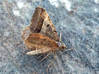 Macaria artesiaria D. & S. adulte - Daniel Morel