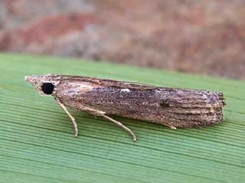 Epischnia asteris Stgr adulte - ©Lionel Taurand