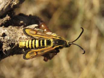 Bembecia astragali J. Joan. adulte - Ruben Meert