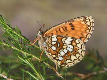 Melitaea athalia Rott. adulte - ©Philippe Mothiron