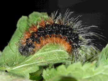  Chenille de Arctia aulica L. - ©Jean Haxaire