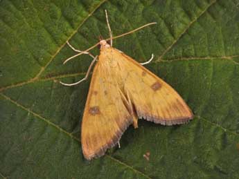 Mecyna auralis H. Peyer. adulte - Philippe Mothiron