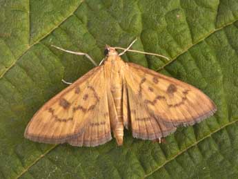 Mecyna auralis H. Peyer. adulte - Philippe Mothiron