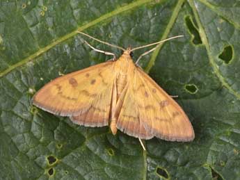 Mecyna auralis H. Peyer. adulte - Philippe Mothiron