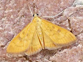 Mecyna auralis H. Peyer. adulte - Friedmar Graf