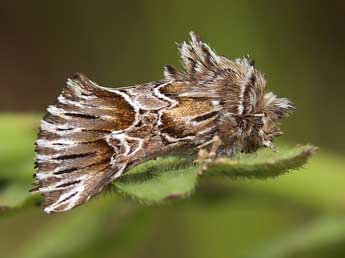 Amephana aurita F. adulte - Lionel Taurand