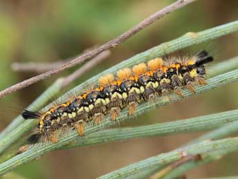  Chenille de Orgyia aurolimbata Gn. - ©Lionel Taurand