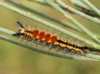  Chenille de Orgyia aurolimbata Gn. - ©Lionel Taurand