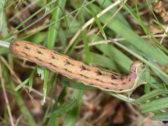  Chenille de Aporophyla nigra Hw. - ©Philippe Mothiron