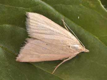 Udea austriacalis H.-S. adulte - Philippe Mothiron