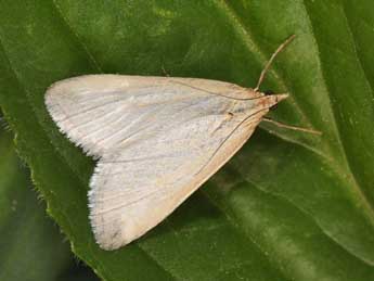 Udea austriacalis H.-S. adulte - Philippe Mothiron