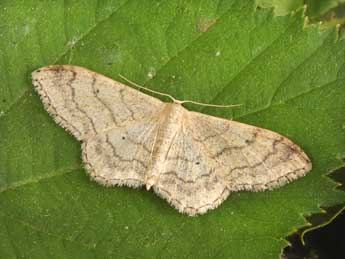 Idaea aversata L. adulte - Philippe Mothiron