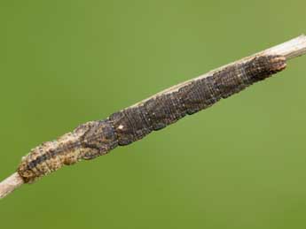  Chenille de Idaea aversata L. - Jeroen Voogd