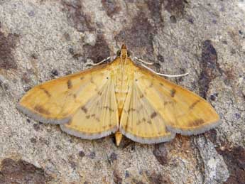 Patania balteata F. adulte - Lionel Taurand