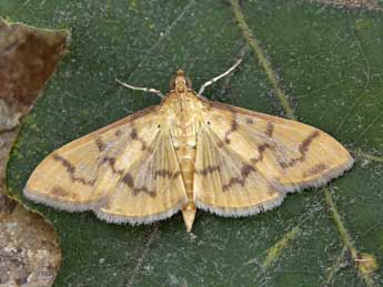 Patania balteata F. adulte - Lionel Taurand