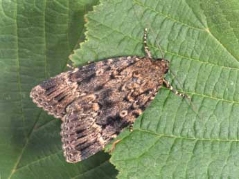 Amphipyra berbera Rungs adulte - Philippe Mothiron