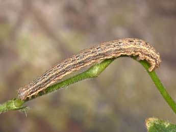  Chenille de Euphyia biangulata Hw. - ©Philippe Mothiron